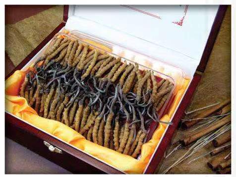 昭觉冬虫夏草回收